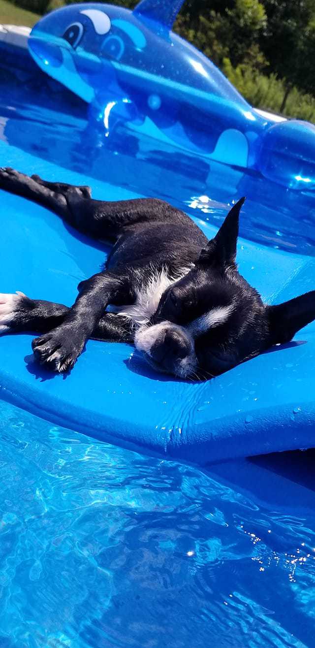 For most Americans, their dogs are a big part of the family. In other