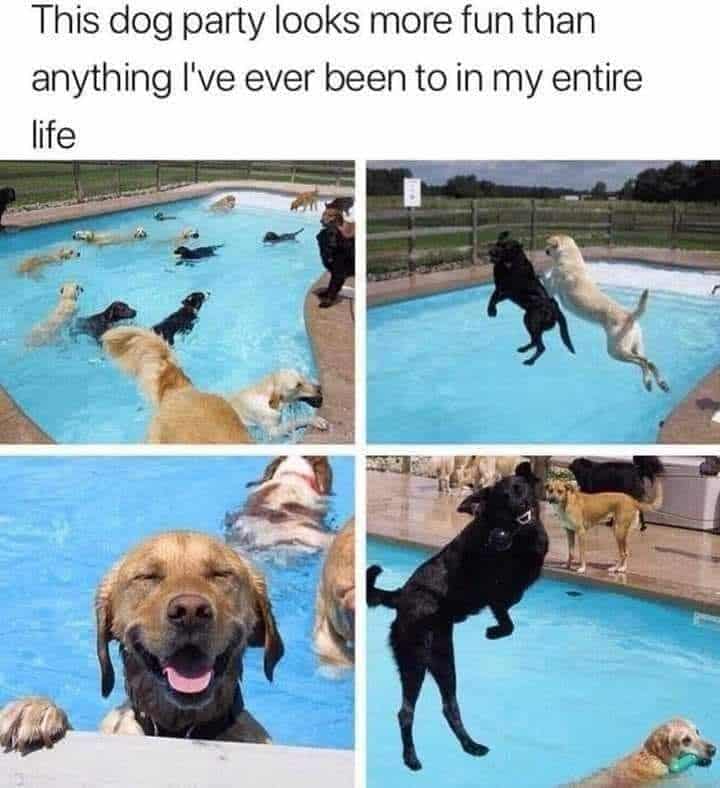 can a dog swim in an above ground pool