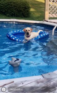 10 important things to know about above ground pools and dogs