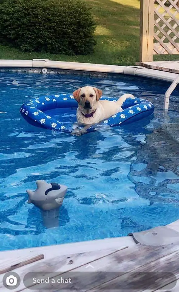 can a dog swim in an above ground pool