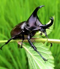 horn nosed beetle above ground pool