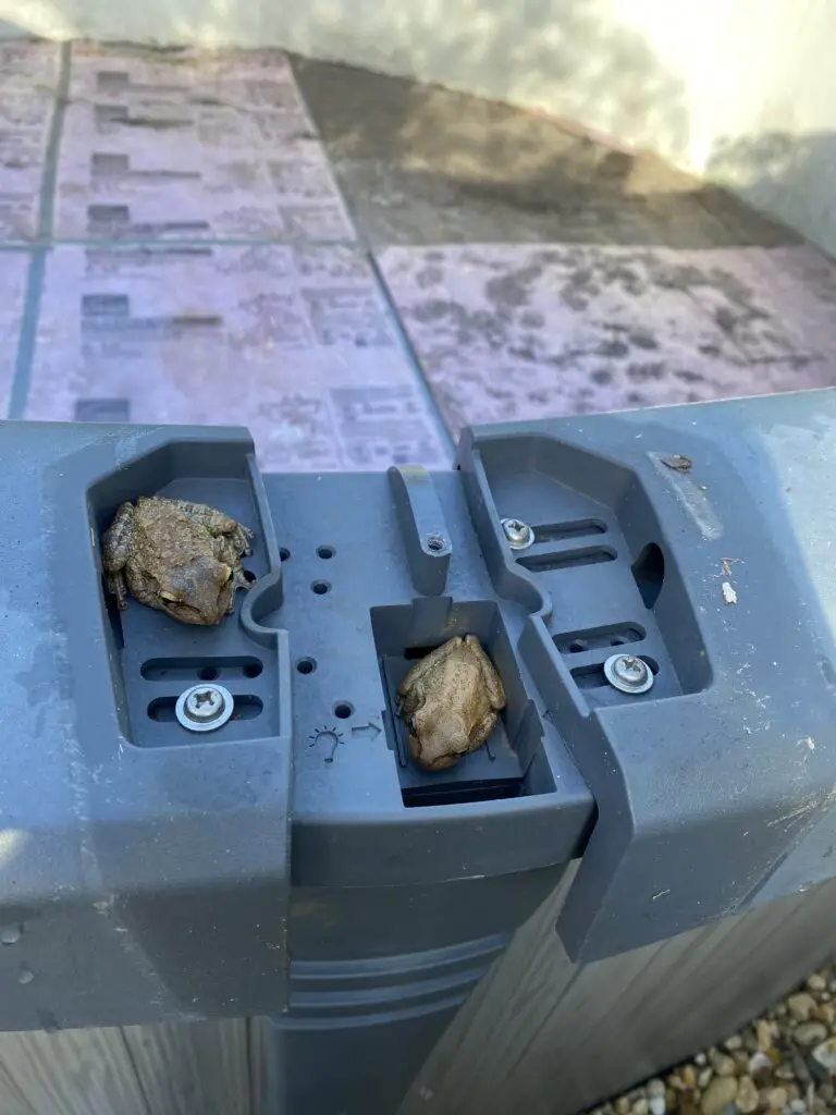 frogs living under the top caps of an above ground swimming pool