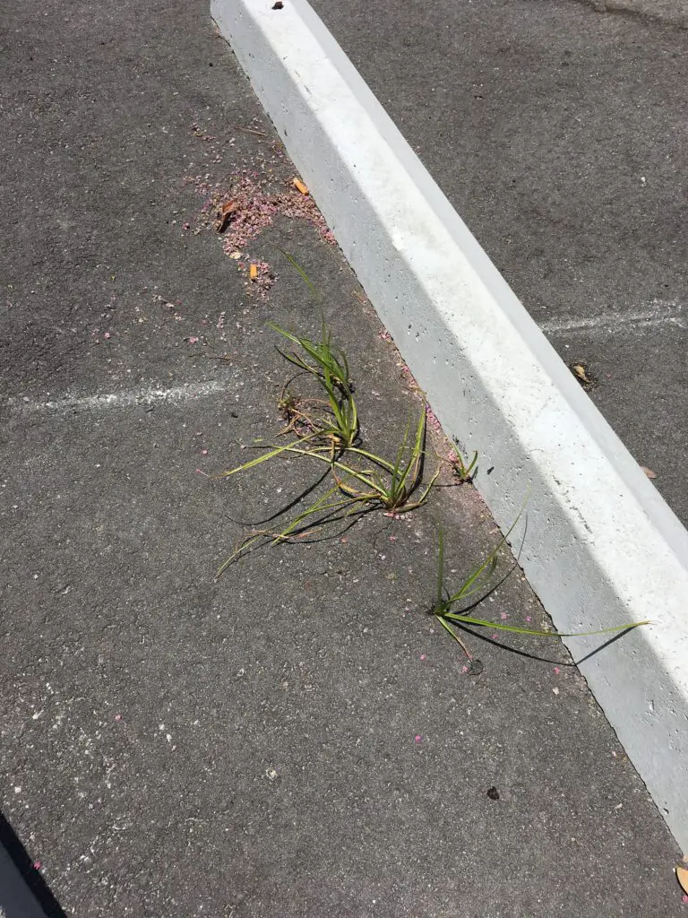 Nutgrass or nutsage growing through asphalt in a parking lot