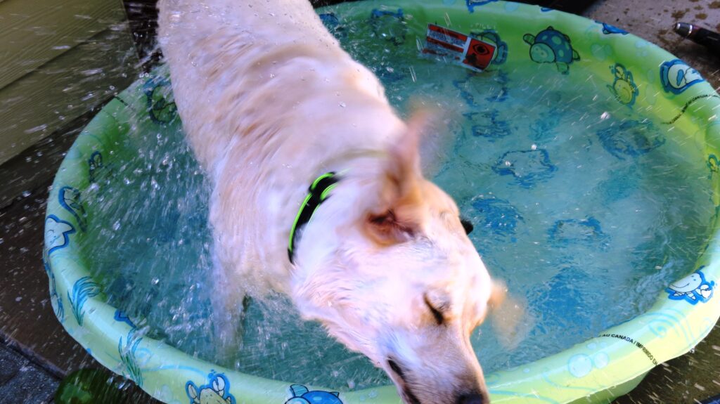 Golden Retriever dog shaking off water in a plastic pool