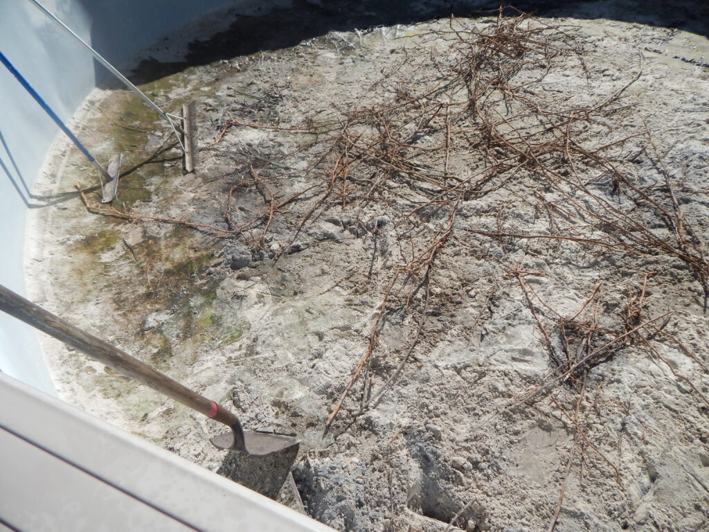 Roots discovered when removing the liner during a liner changeout of an above ground pool