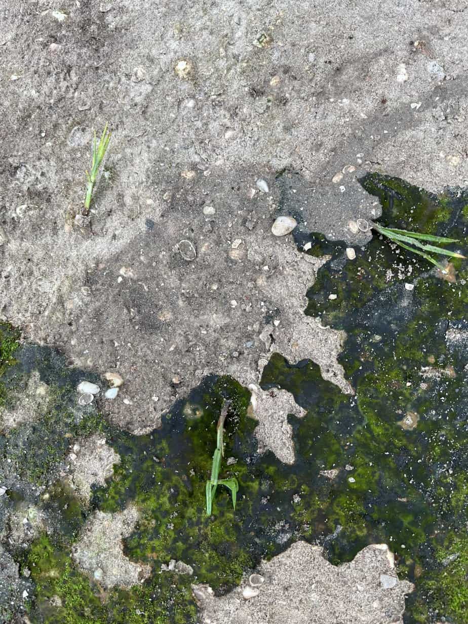 Nutgrass growing in hardy coquina soil