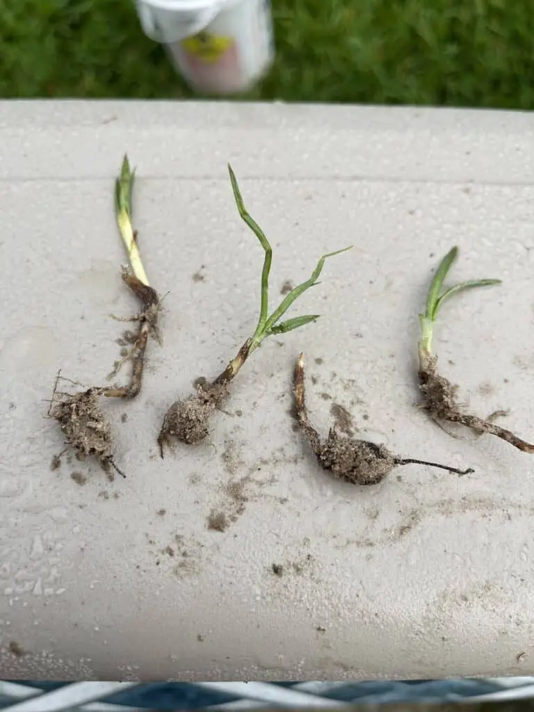 nutgrass shown with the nuts attached on a top rail of an above ground pool